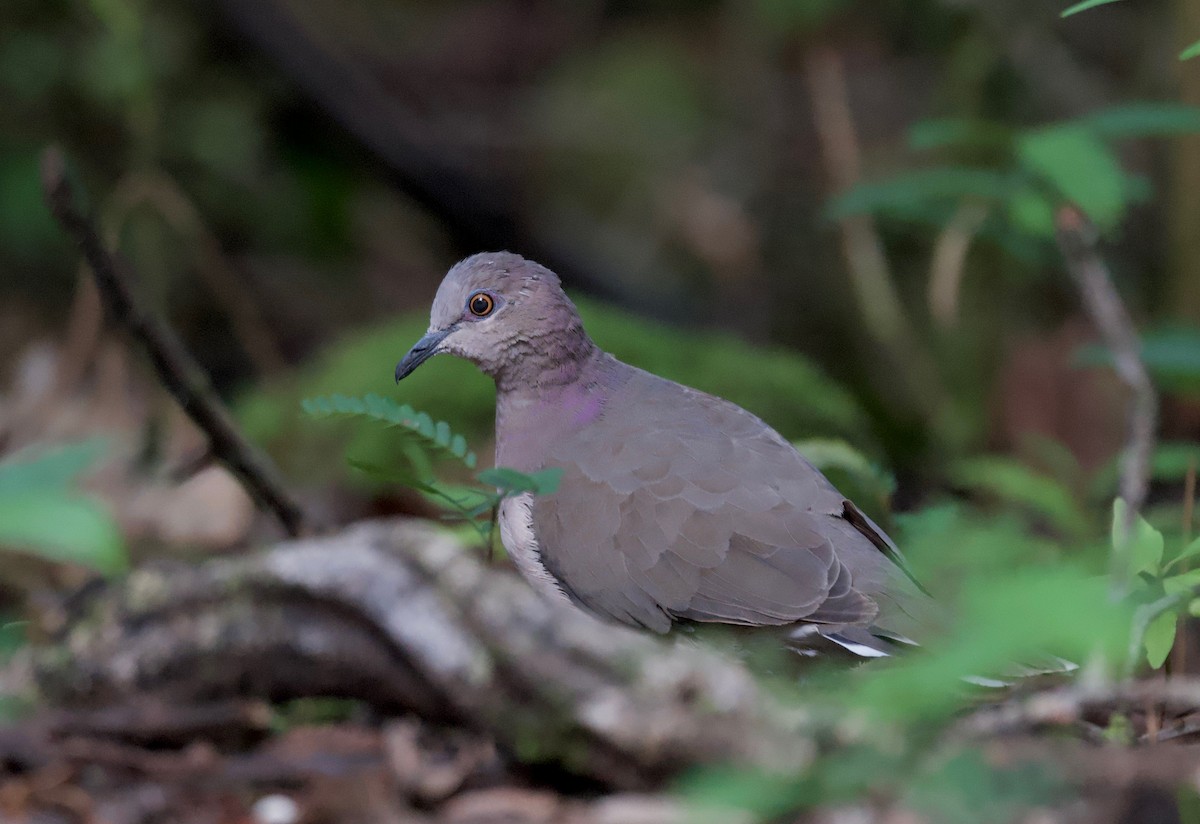 Gray-fronted Dove - ML617342089