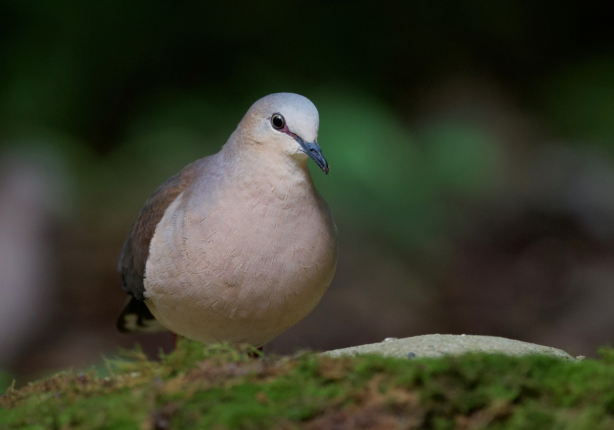 Gray-fronted Dove - ML617342091