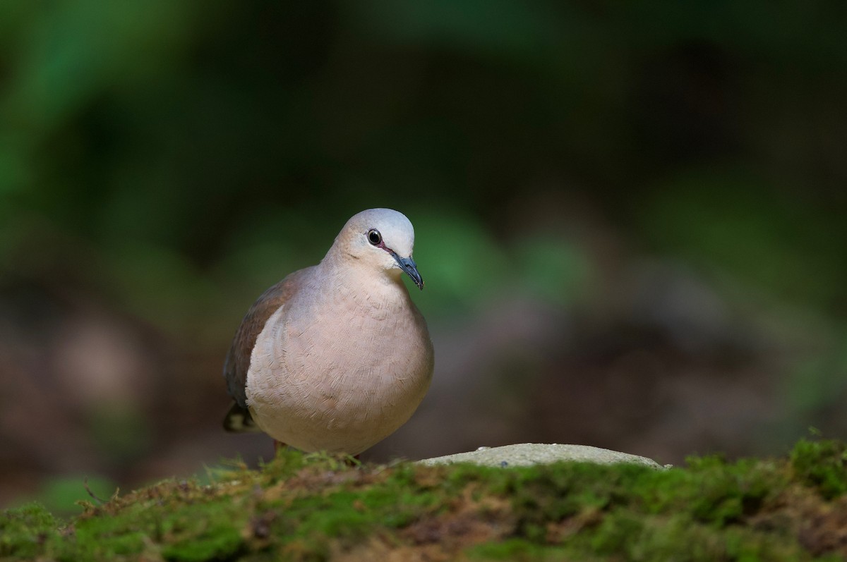 Gray-fronted Dove - ML617342092