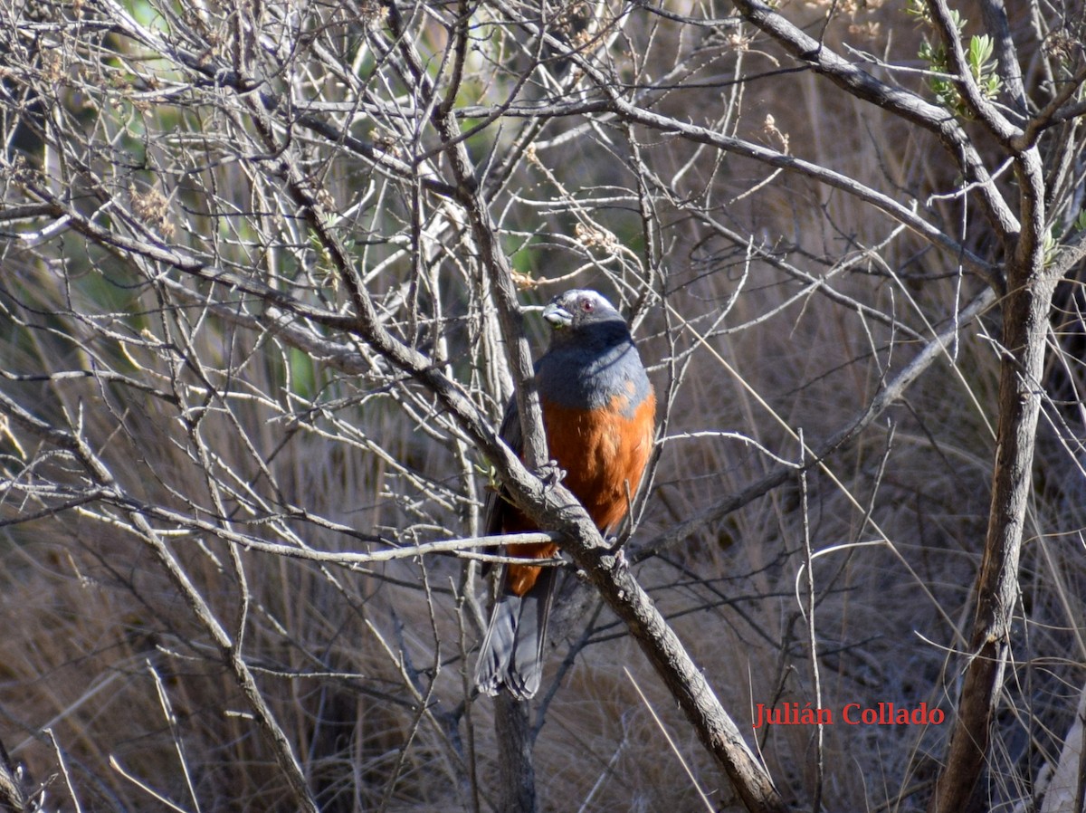 Rufous-bellied Mountain Tanager - ML617342106