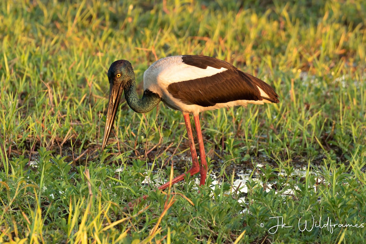 Black-necked Stork - JK Malkoha