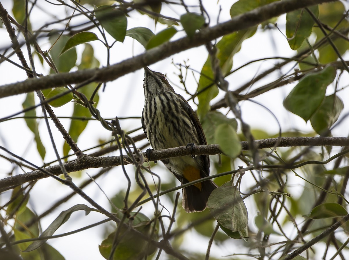 Yellow-vented Flowerpecker - Matthieu Chotard