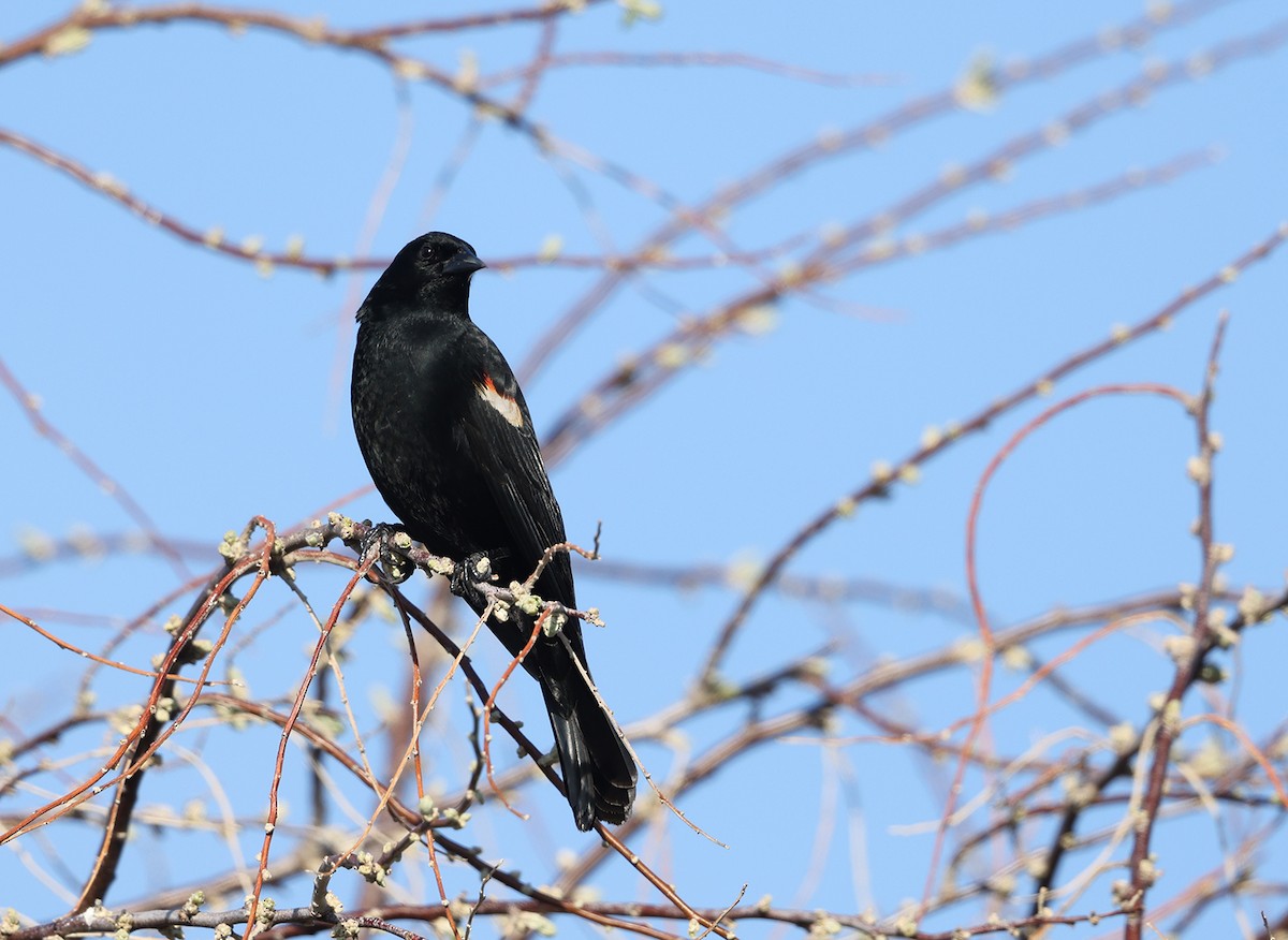 Tricolored Blackbird - ML617342150