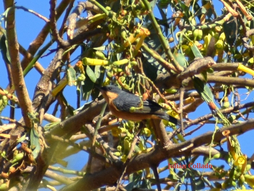 Rusty Flowerpiercer - ML617342160