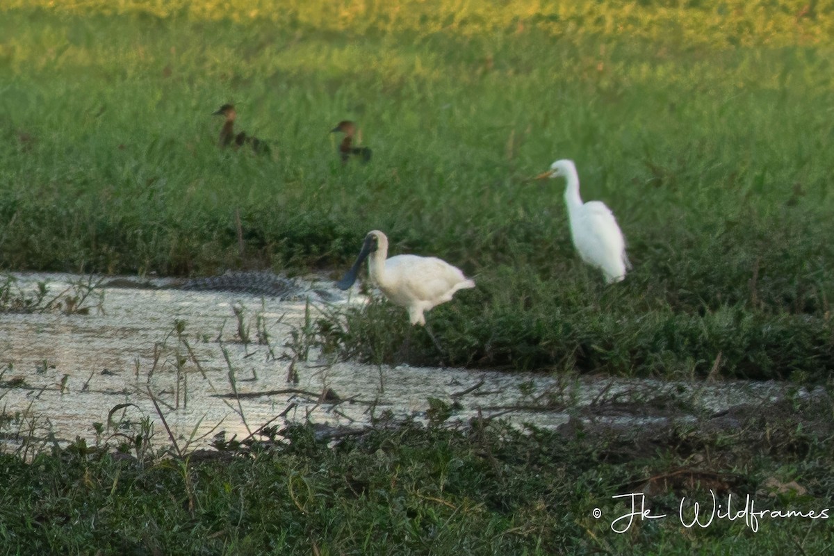 Royal Spoonbill - ML617342162