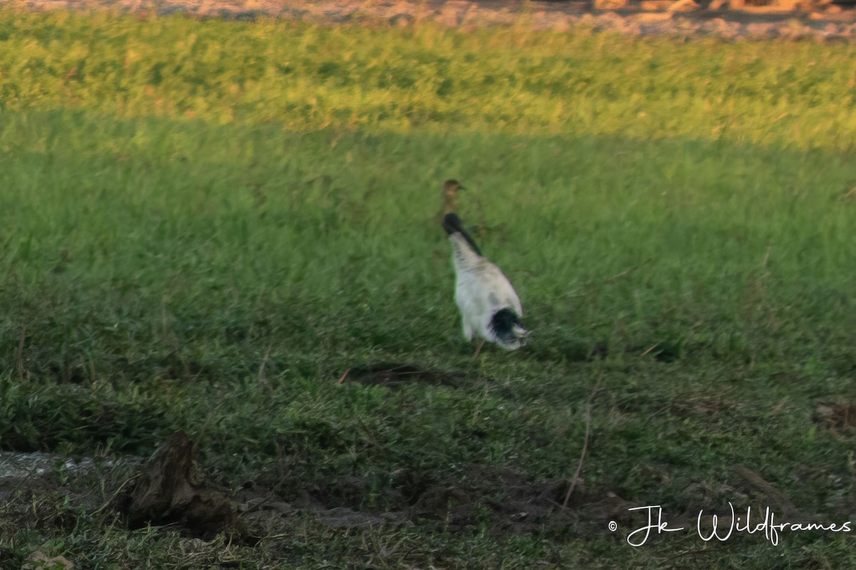 ibis australský - ML617342166