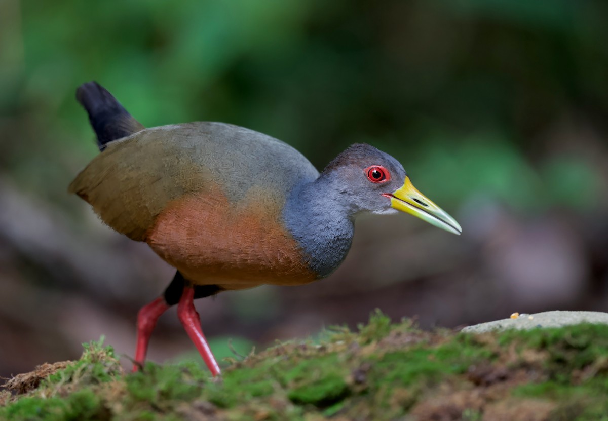 Gray-cowled Wood-Rail - ML617342169