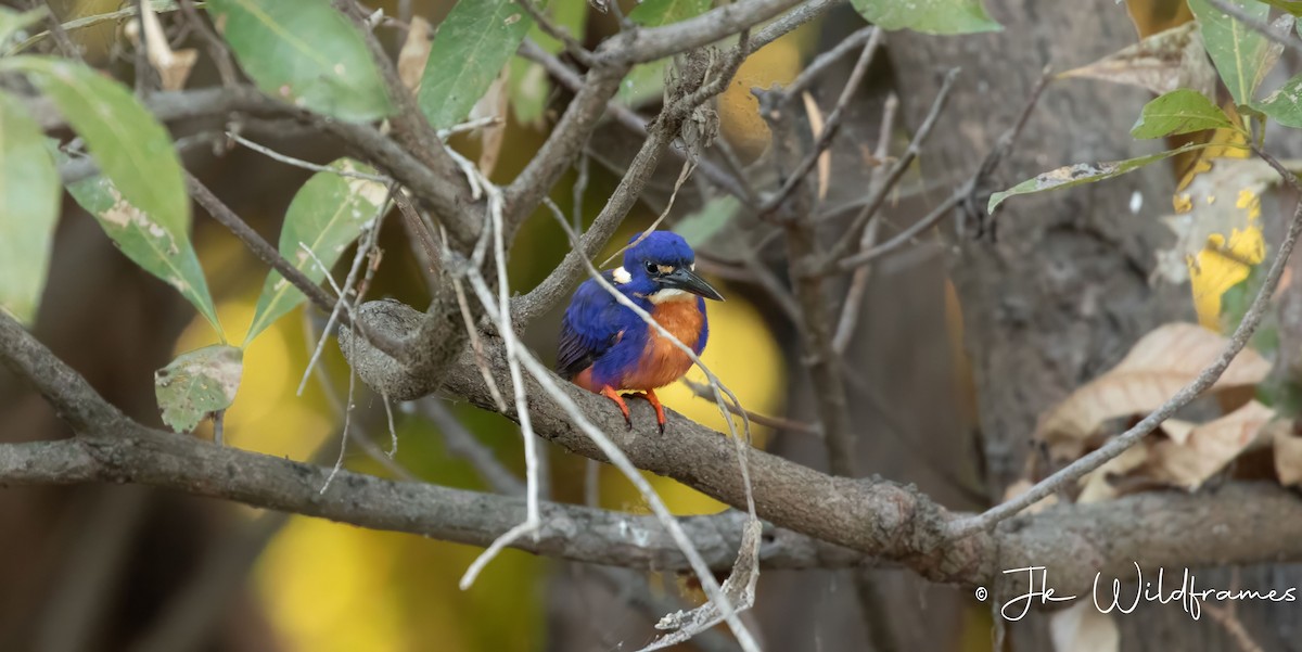 Azure Kingfisher - ML617342188