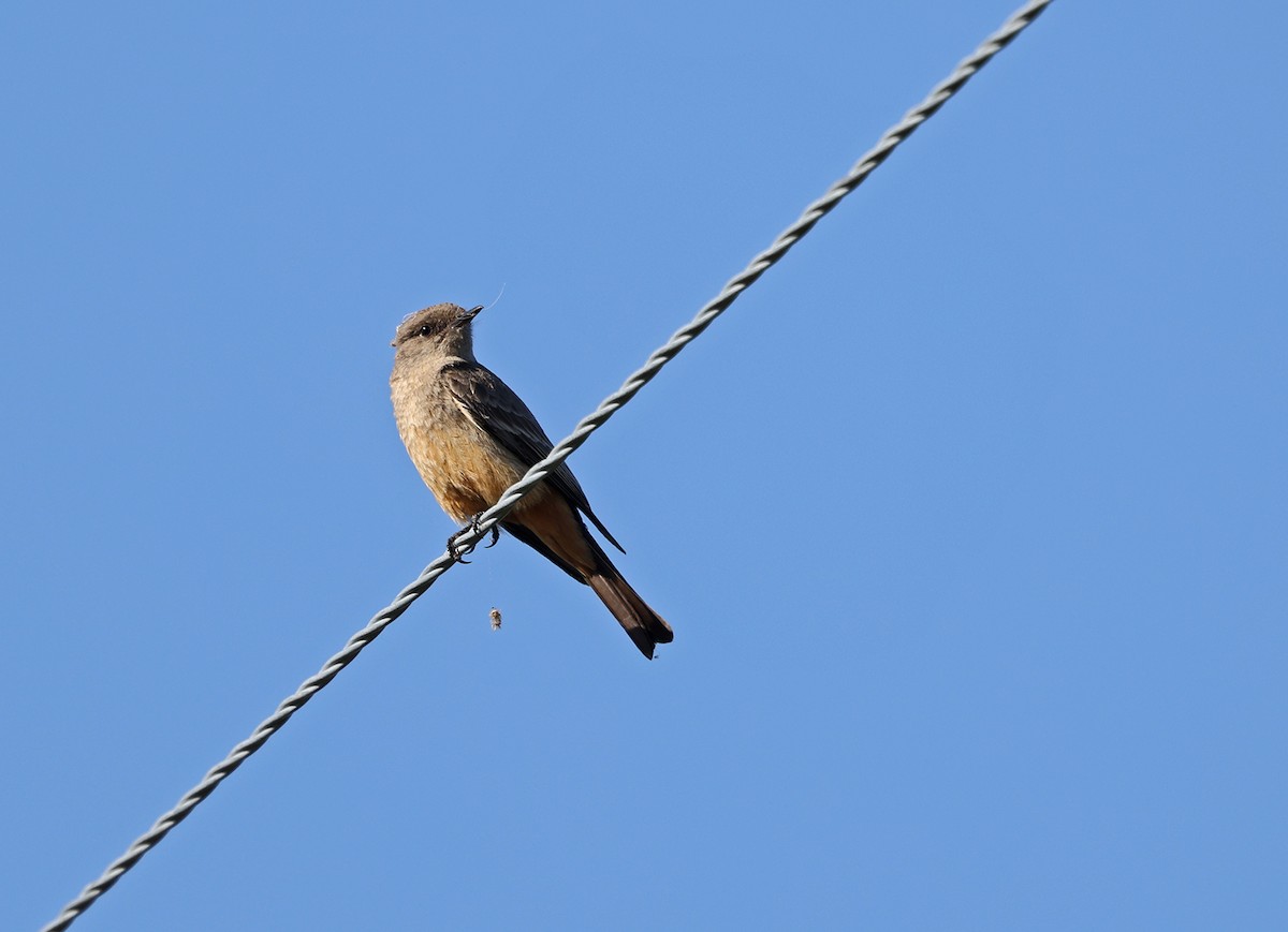 Say's Phoebe - ML617342191