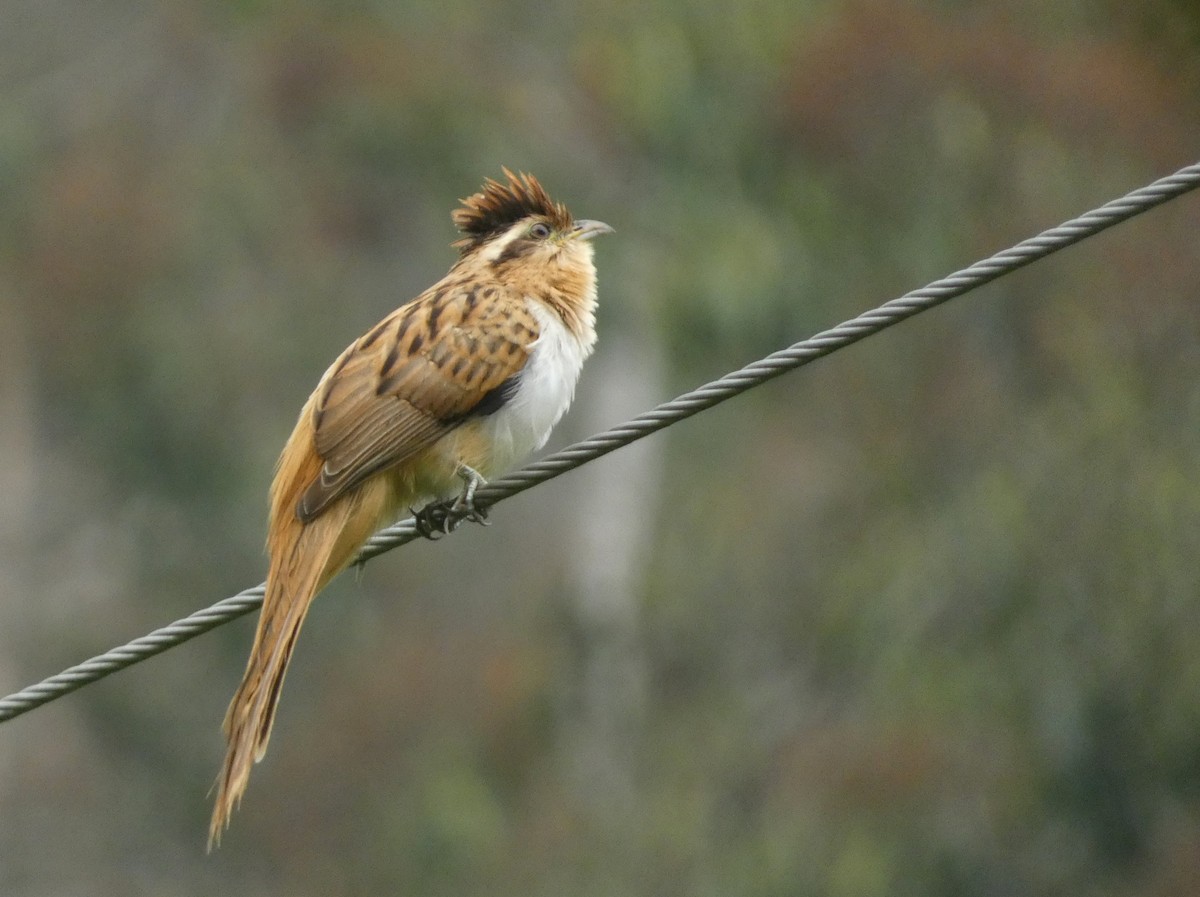 Striped Cuckoo - ML617342197