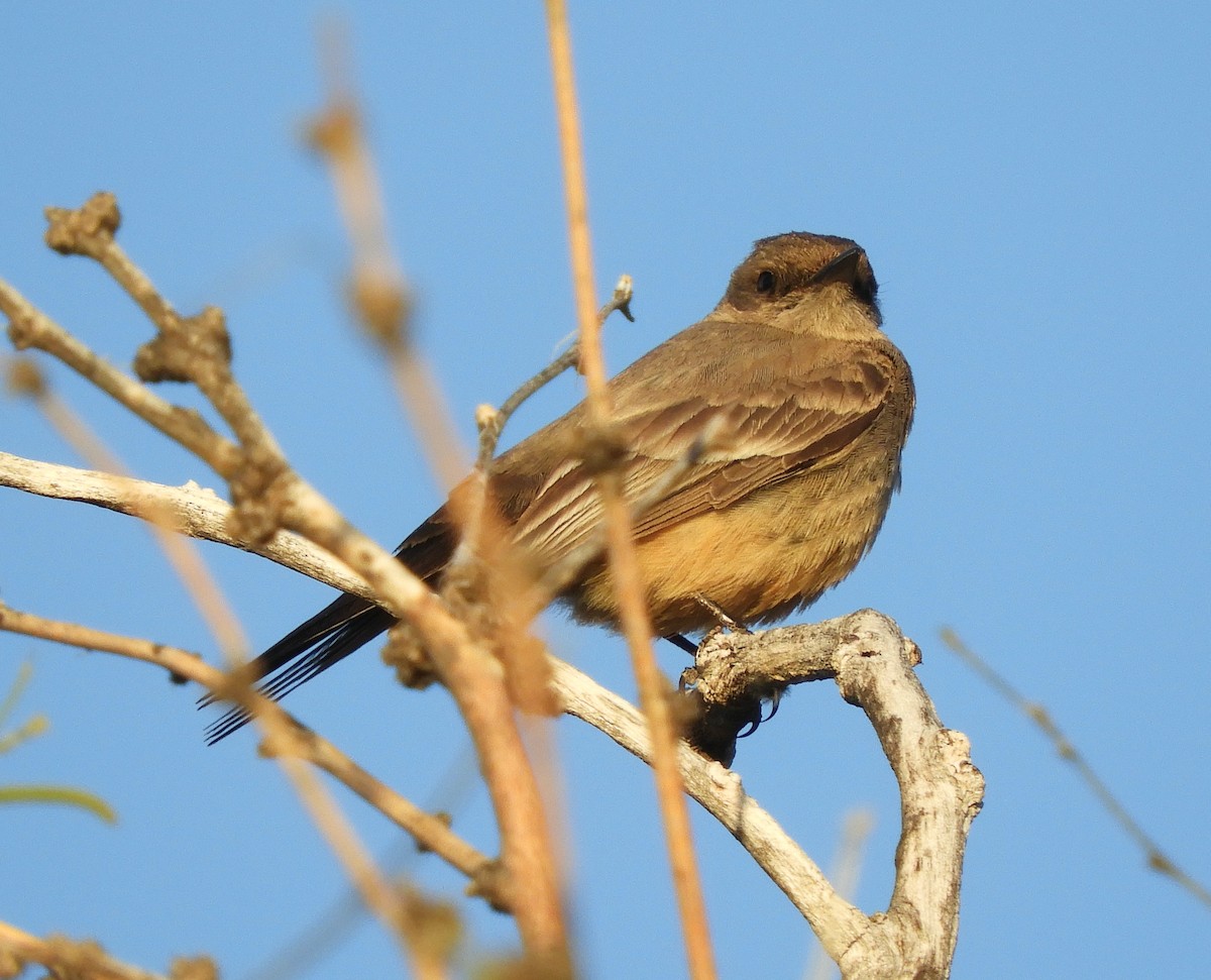 Say's Phoebe - ML617342210