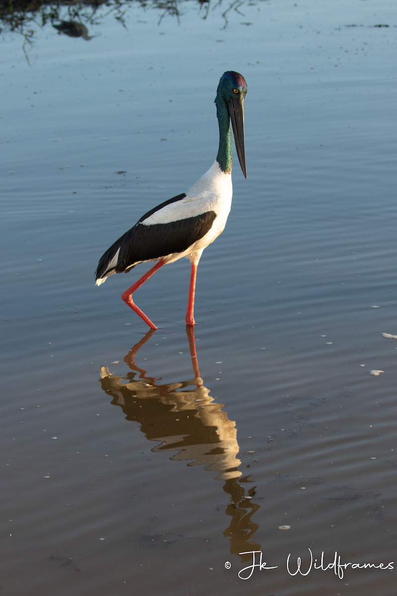 Black-necked Stork - JK Malkoha