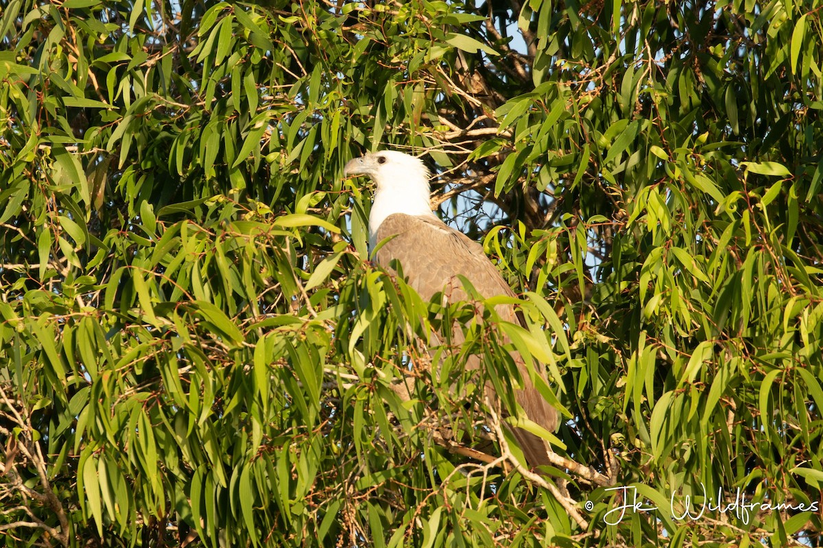 White-bellied Sea-Eagle - ML617342229