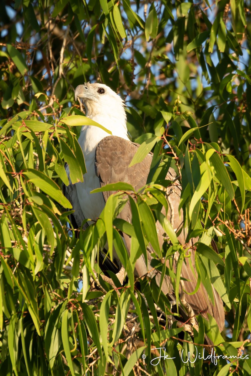 White-bellied Sea-Eagle - ML617342230