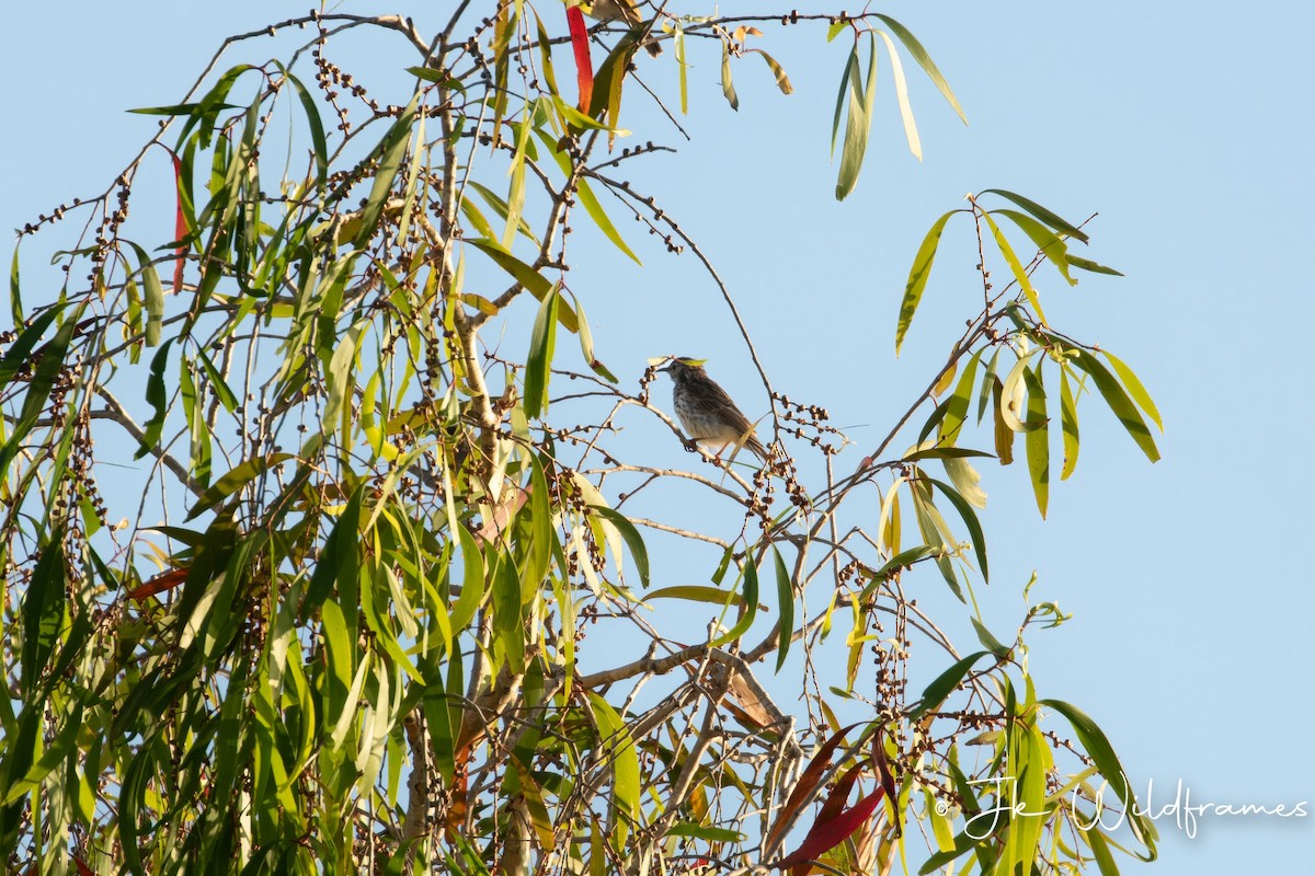 Bar-breasted Honeyeater - JK Malkoha