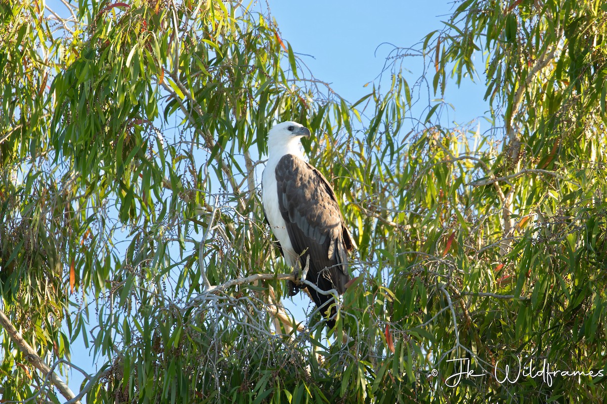 White-bellied Sea-Eagle - ML617342258