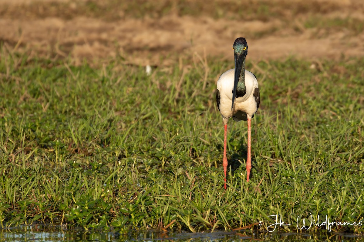 Black-necked Stork - JK Malkoha