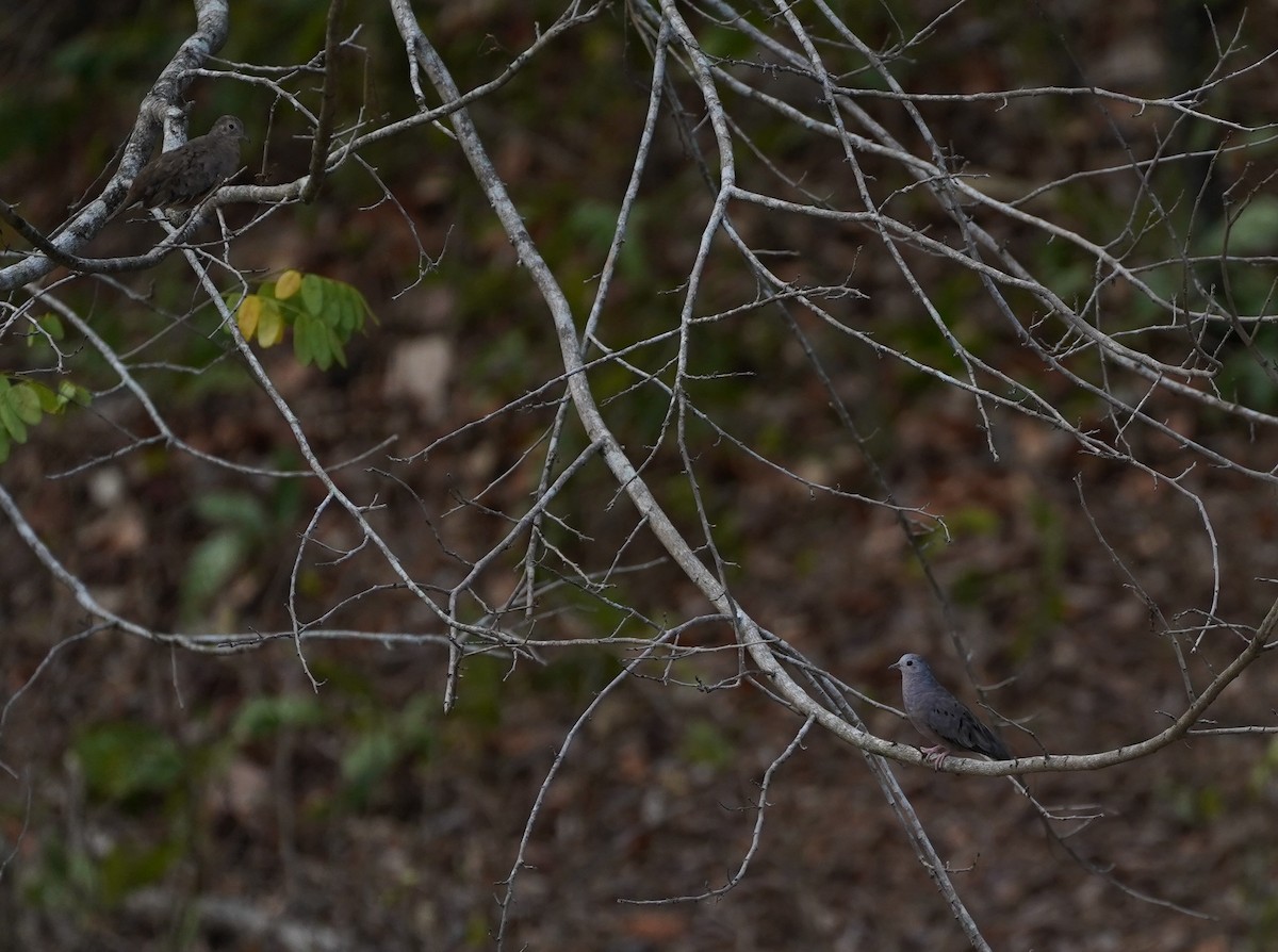 Plain-breasted Ground Dove - Nolan Clements