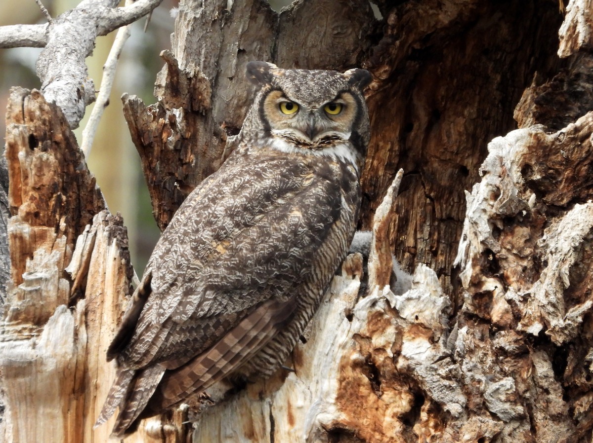 Great Horned Owl - ML617342339