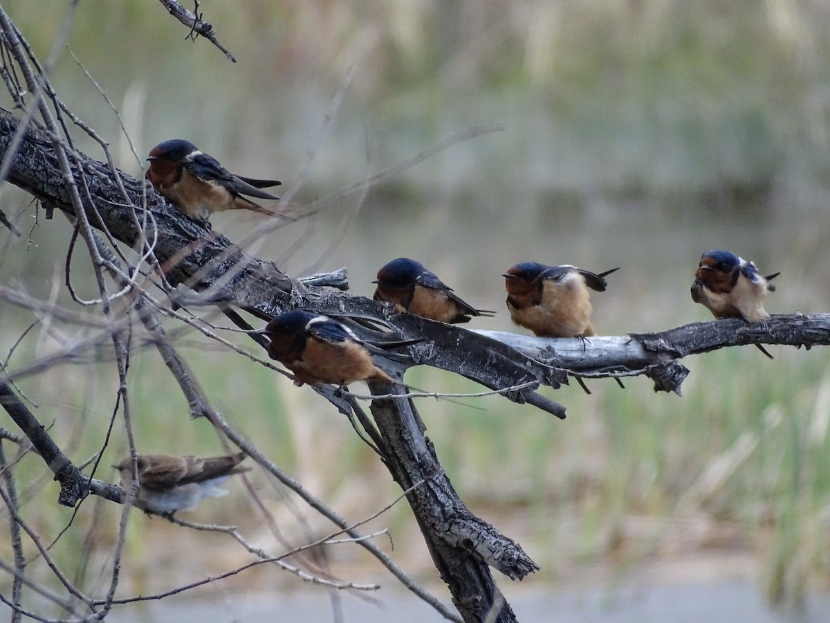 Barn Swallow - ML617342356