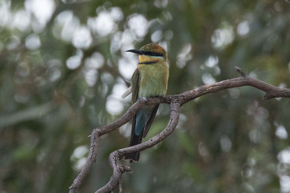 Rainbow Bee-eater - ML617342364