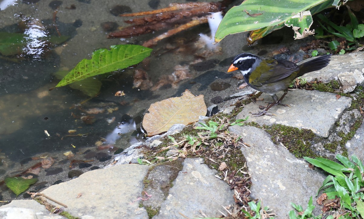 Orange-billed Sparrow - ML617342373