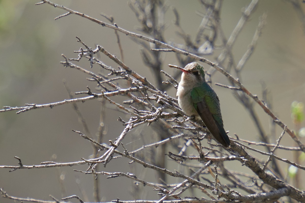 Colibri circé - ML617342386