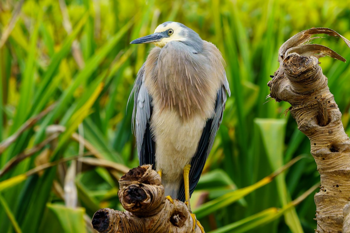 White-faced Heron - James Churches