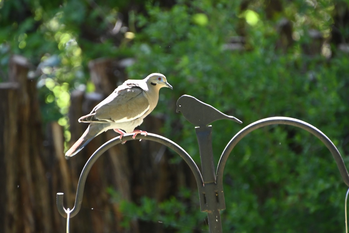 White-winged Dove - ML617342412