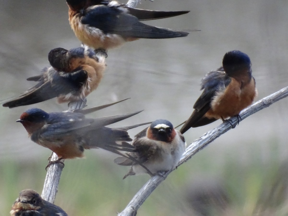 Cliff Swallow - ML617342435