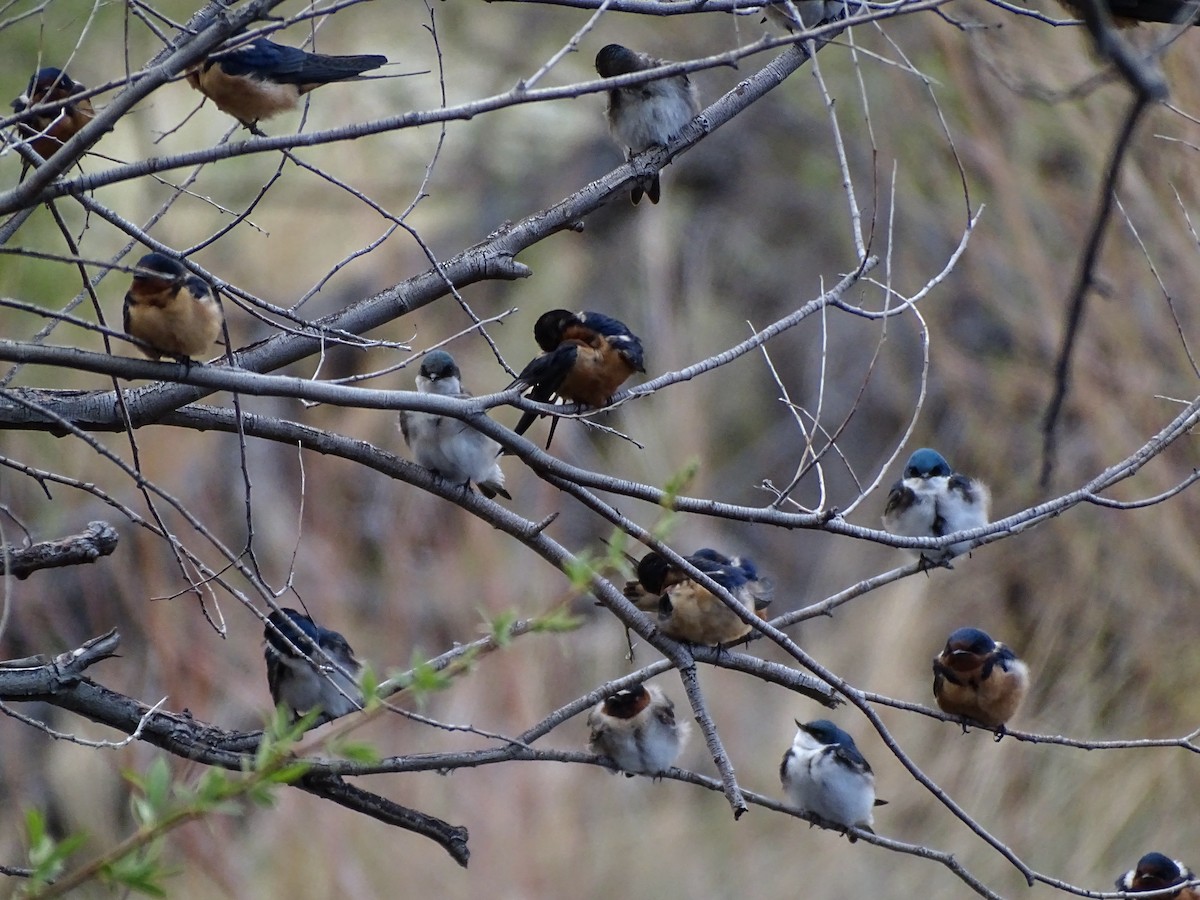 swallow sp. - ML617342484