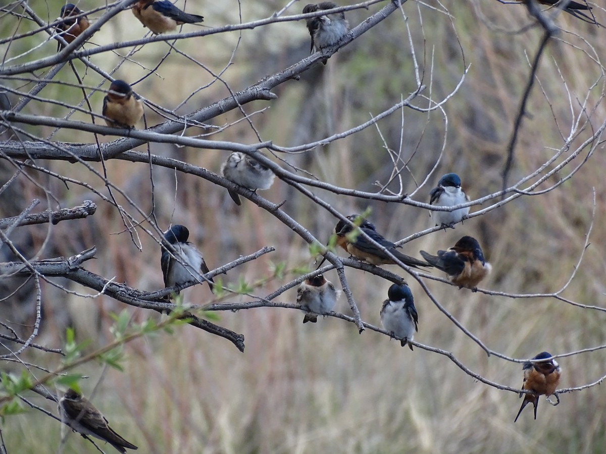 swallow sp. - ML617342485