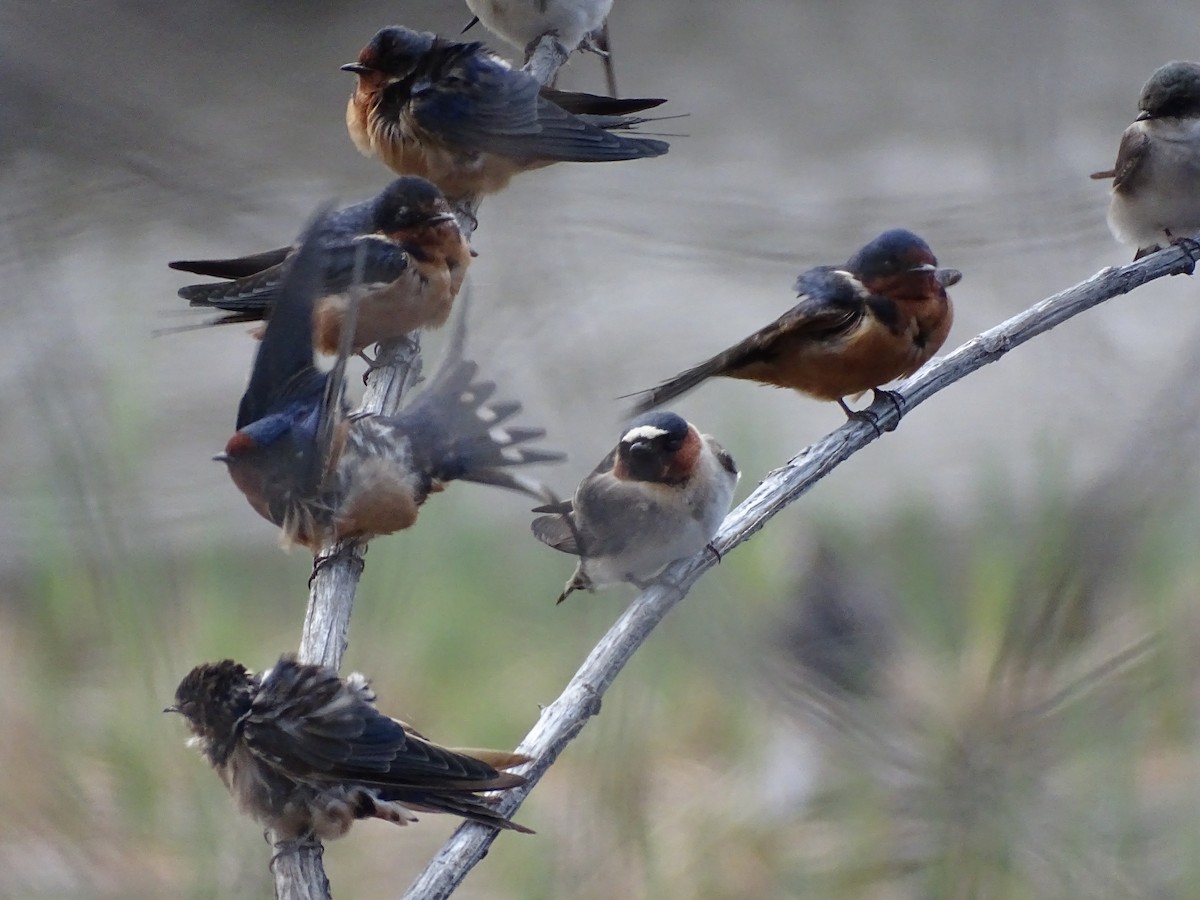 swallow sp. - Rosie Howard