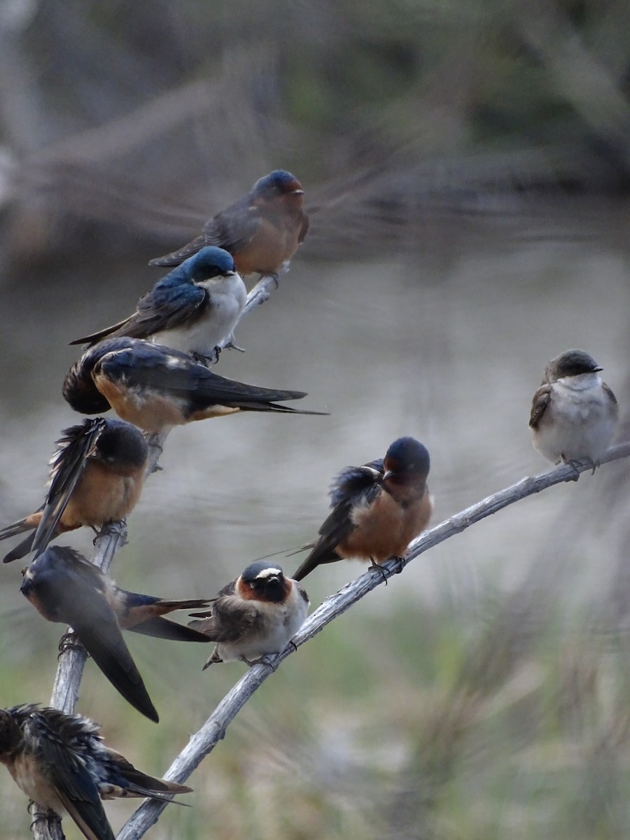 swallow sp. - ML617342487