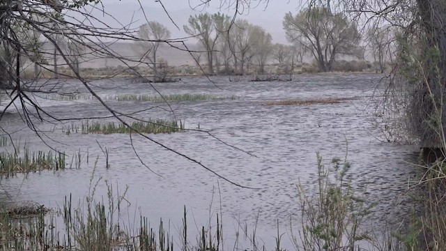 סנונית בלתי-מזוהה - ML617342488