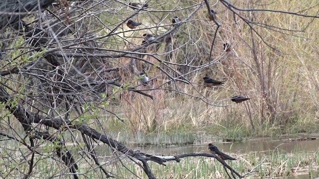 swallow sp. - ML617342489