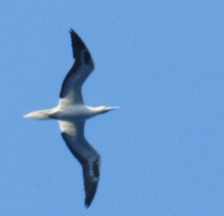 Red-footed Booby - ML617342497