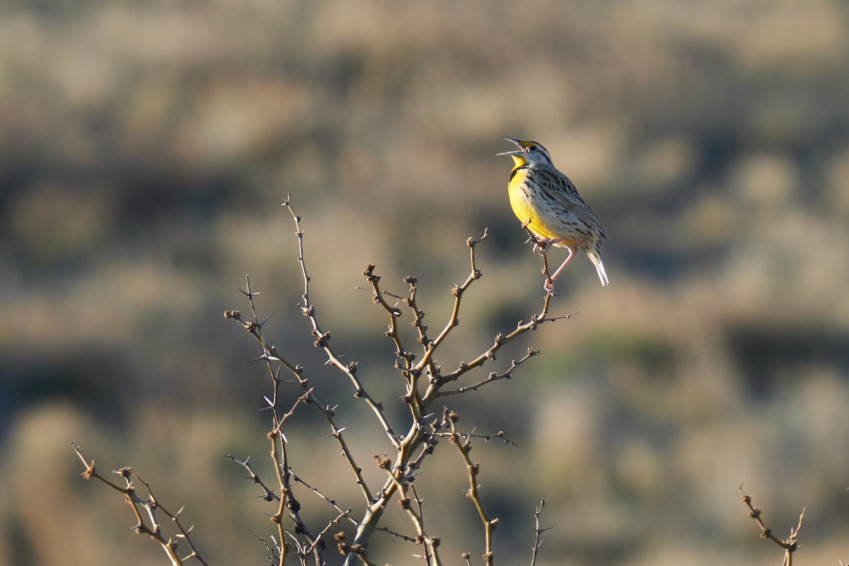 Chihuahuan Meadowlark - Grigory Heaton