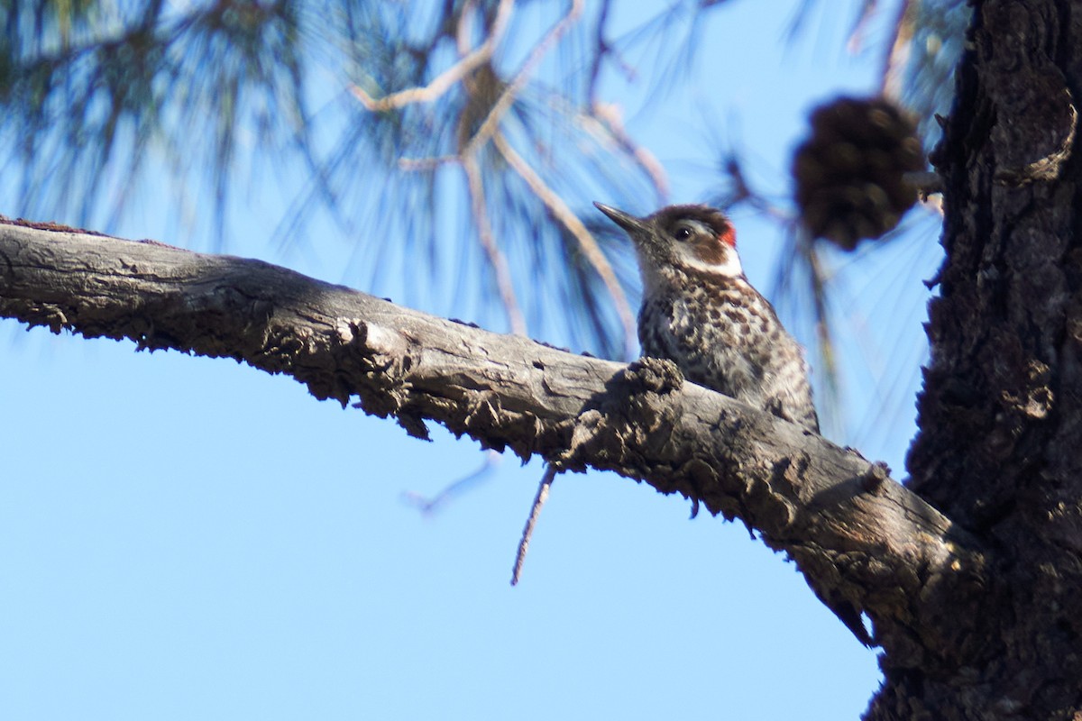 Arizona Woodpecker - ML617342509