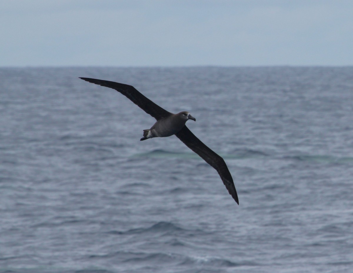 Black-footed Albatross - Will Kennerley