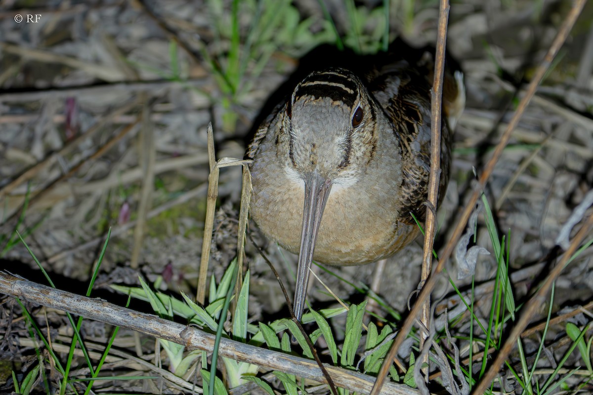 American Woodcock - ML617342516