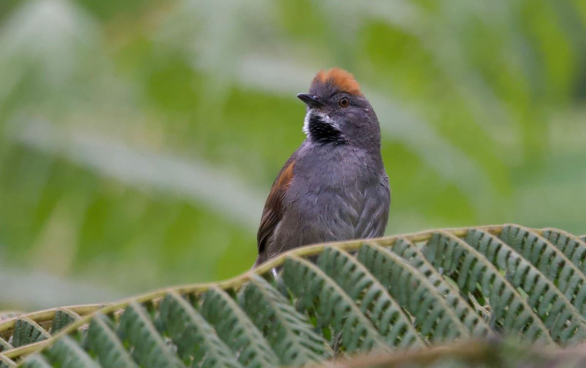 Cinereous-breasted Spinetail - Ken Rosenberg