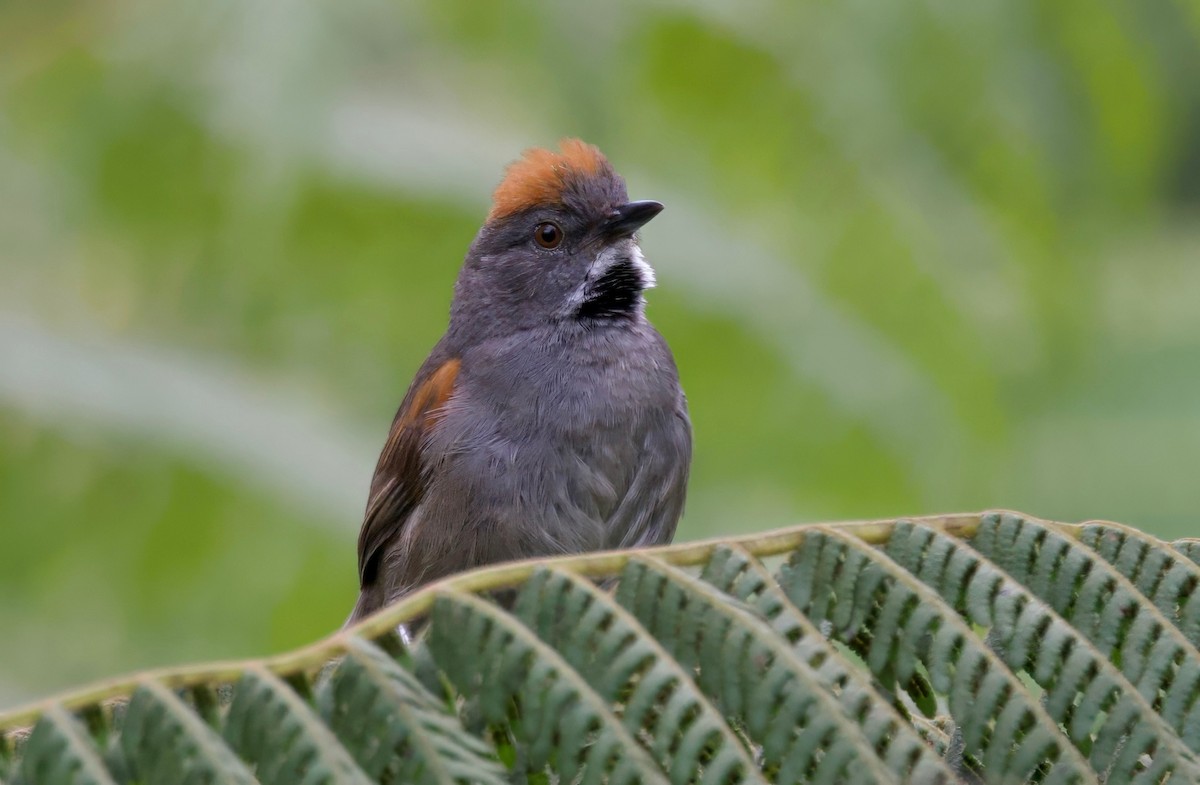 Cinereous-breasted Spinetail - Ken Rosenberg