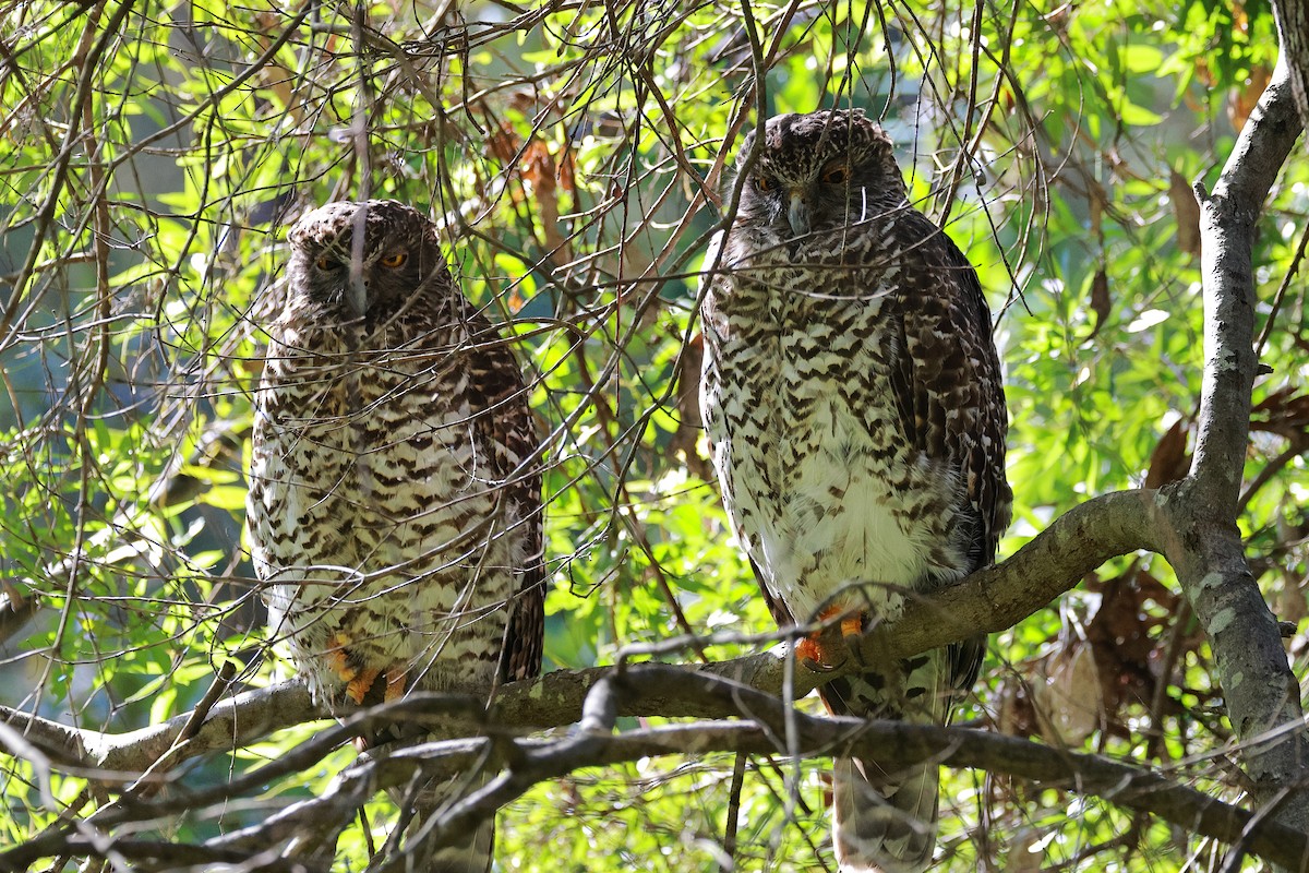 Powerful Owl - ML617342599