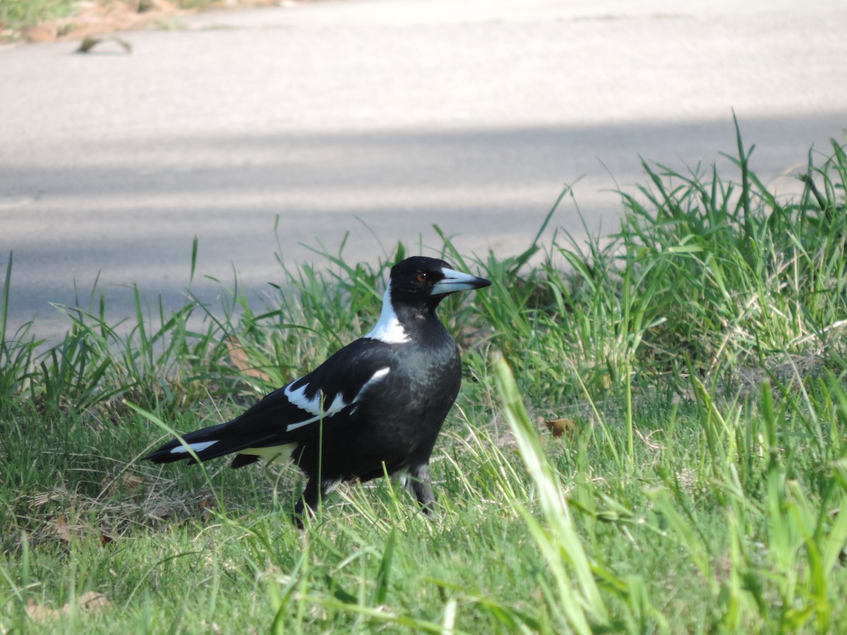 Australian Magpie (Black-backed) - ML617342612