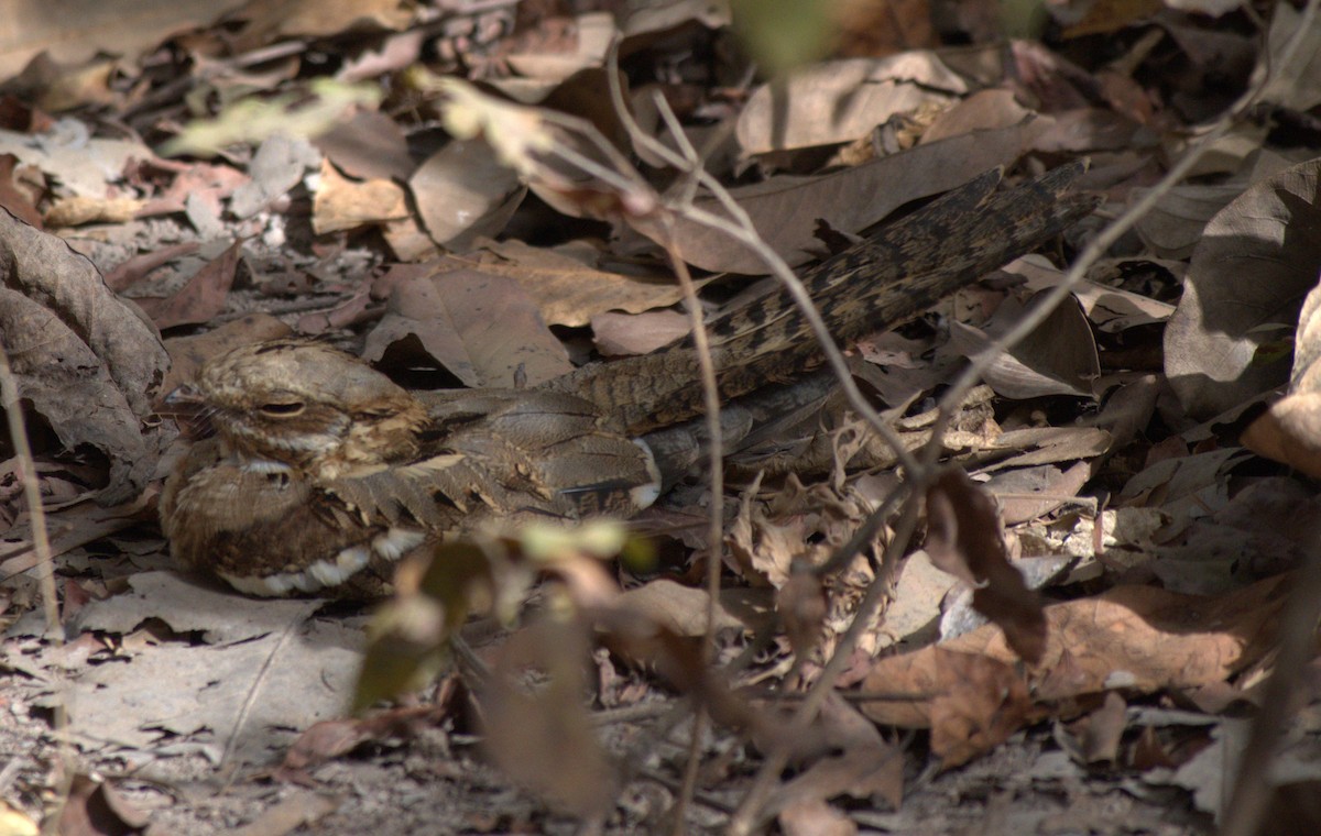 Long-tailed Nightjar - ML617342620