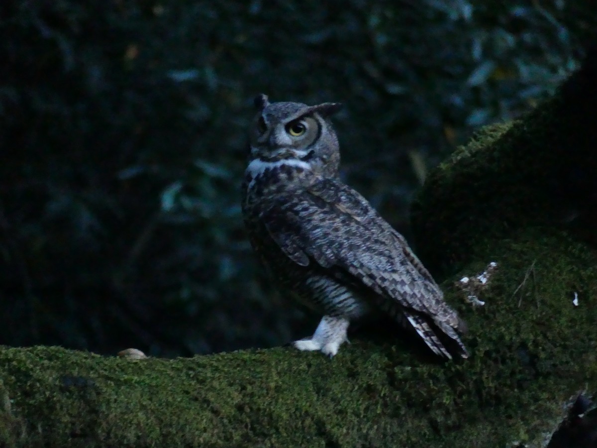 Great Horned Owl - ML617342626