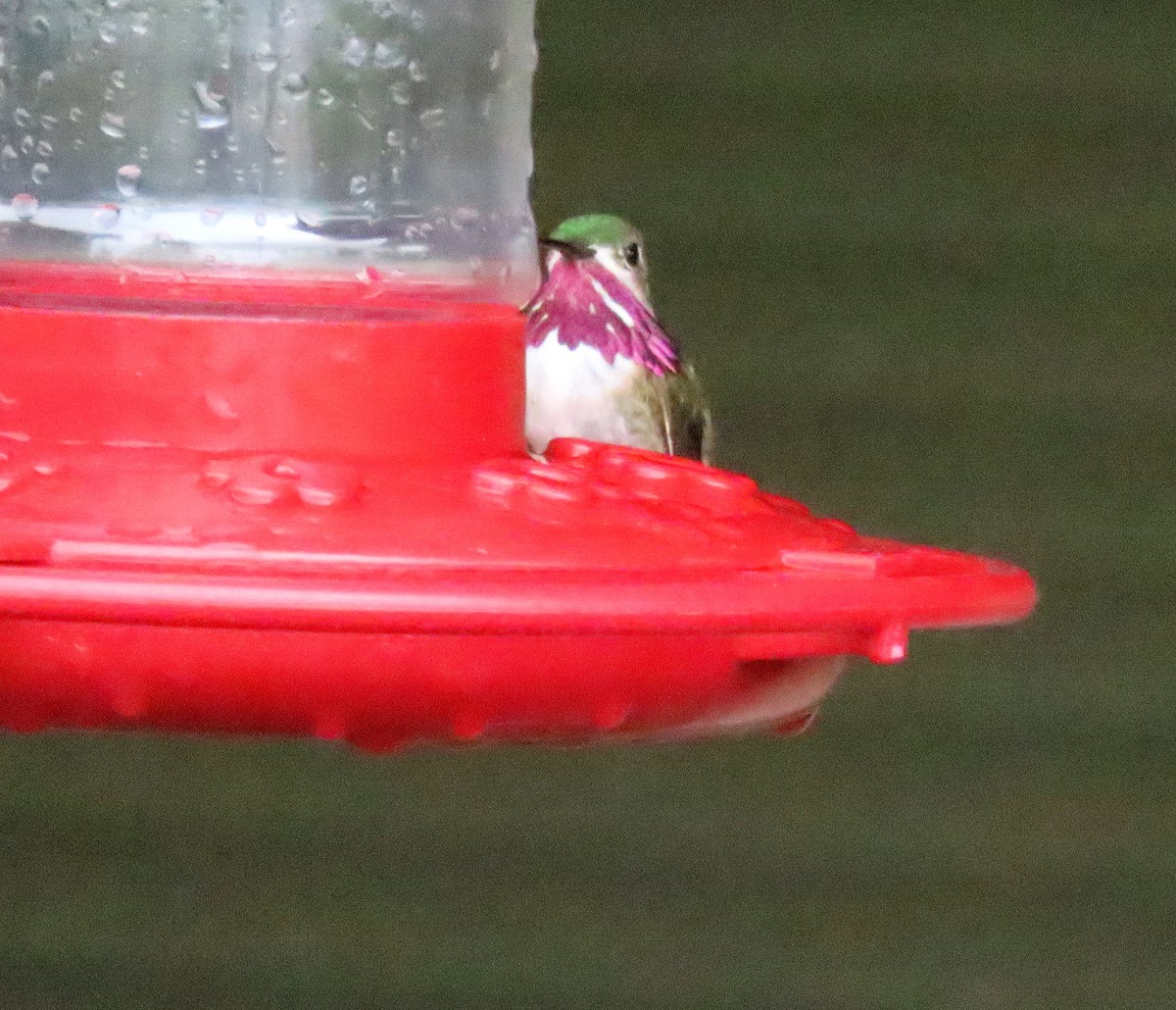 Calliope Hummingbird - ML617342627