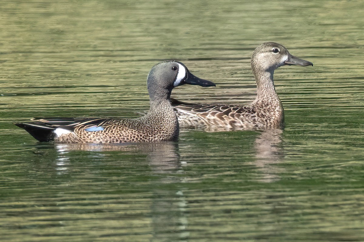 Blue-winged Teal - ML617342635