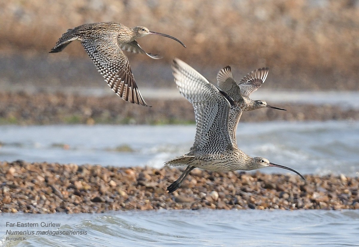 Far Eastern Curlew - ML617342646